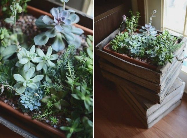 Crated succulents