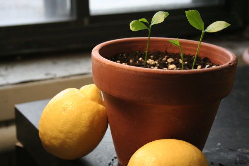 Grow a Lemon Tree from Seed