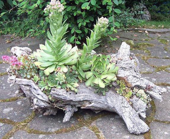 Log Planter with Succulents and Sedums