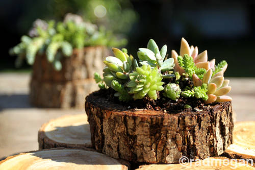 Sea Urchin and Wood Slice Succulent Planters