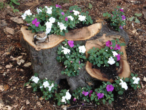 Tree Stump as Natural Planters