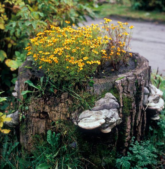 Tree Stump Planter For Flowers