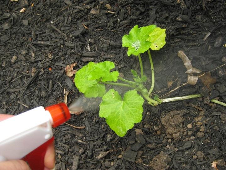 DIY Plant Insecticide