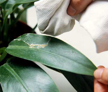 How to Clean Your House Plants