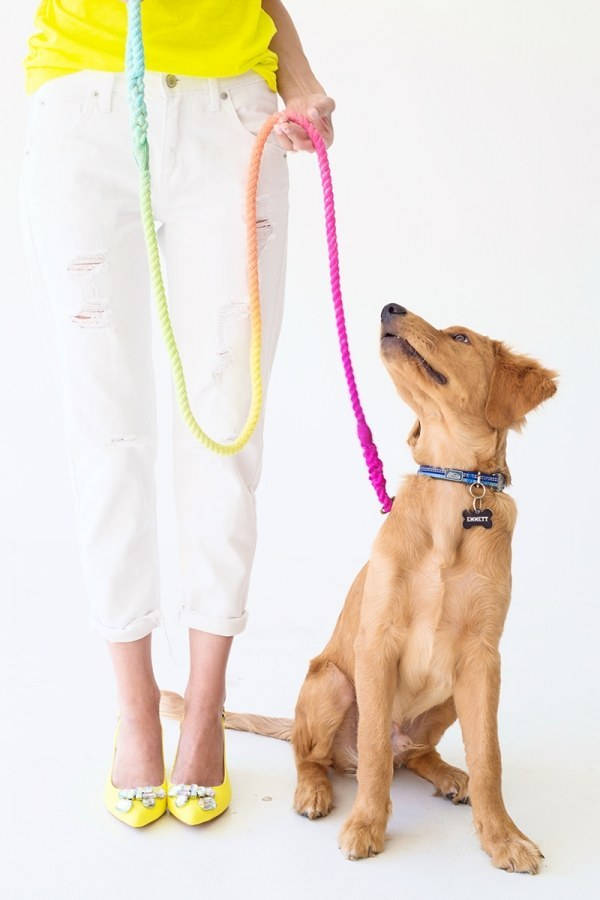 Technicolor Dog Leash