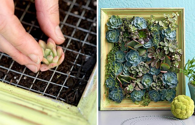 Living Succulent Picture