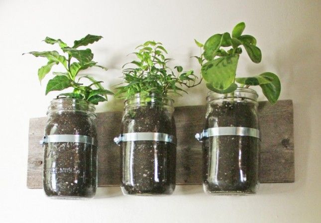 Mason Jar Wall Planter