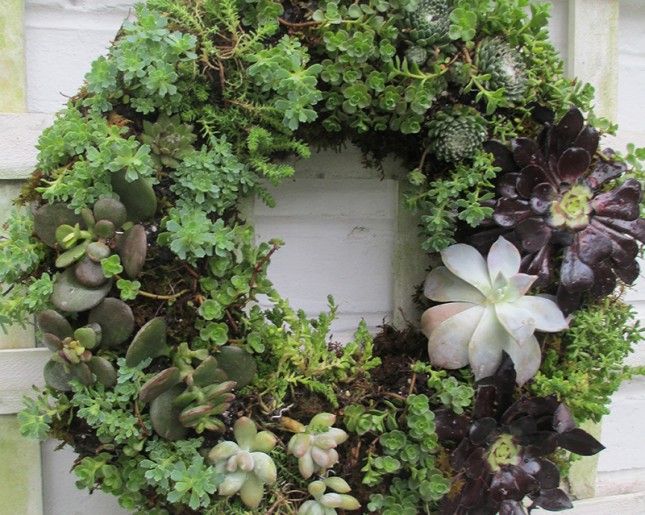Succulent Wreath