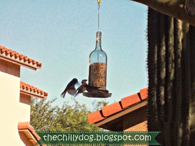 Wine Bottle Bird Feeder