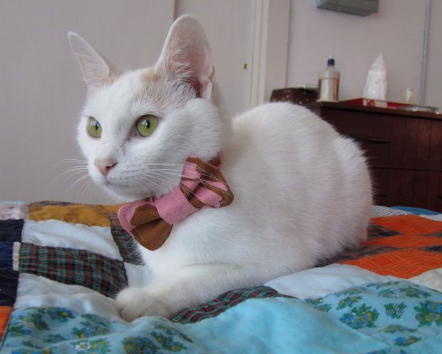 Cat Bow Tie