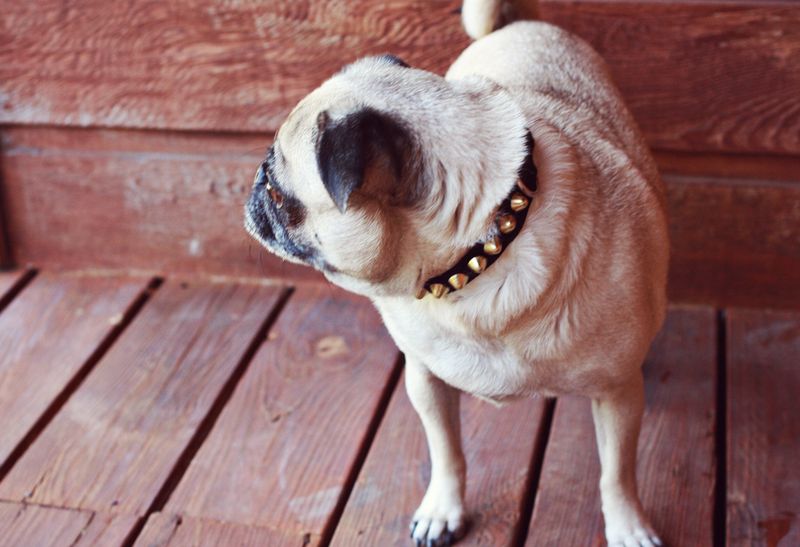 Studded Doggie Collar