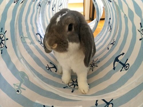The Bunny Tunnel