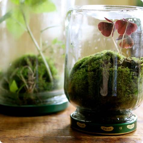 Jar Garden Mini Terrarium