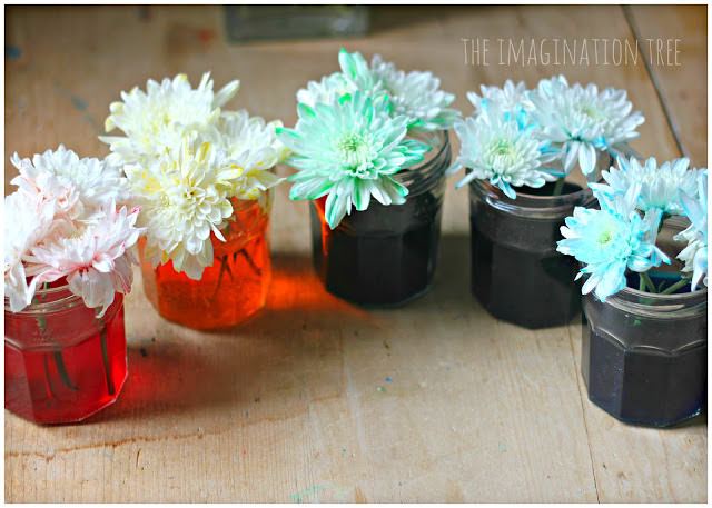 Dyed Flowers Science Experiment