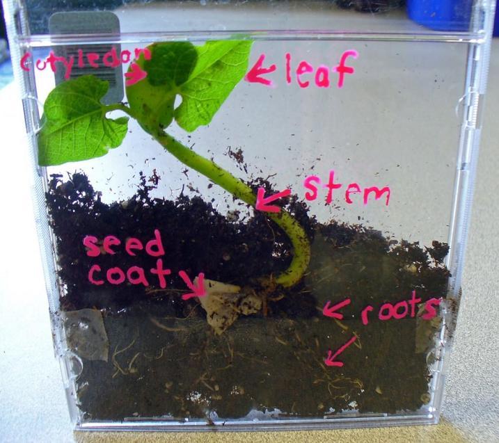 Growing Bean Plants in Old CD Cases