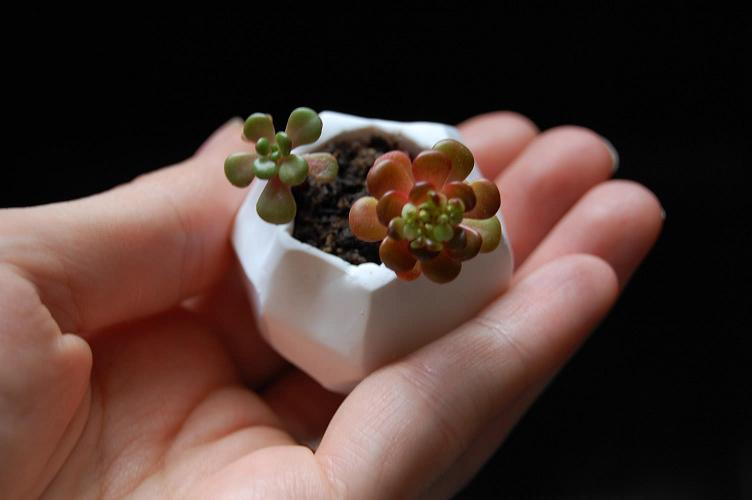 Tiny Polymer Clay Plant Pots