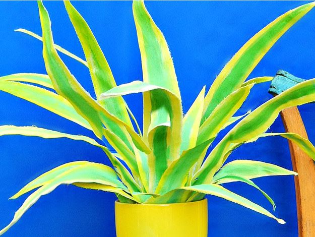 Fabulous Fabric Plant