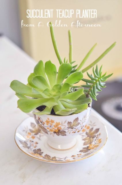 Succulent Teacup Planter