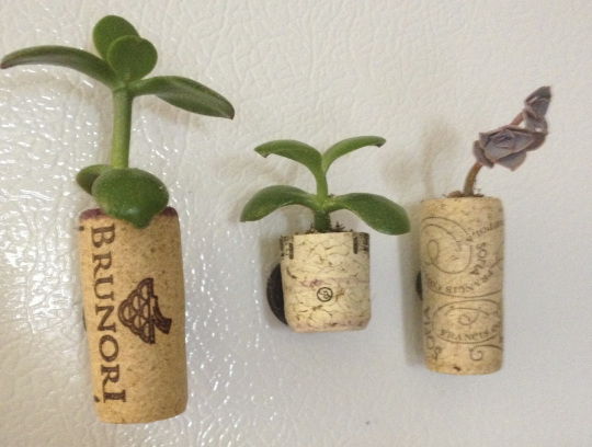Succulent Cork Planters