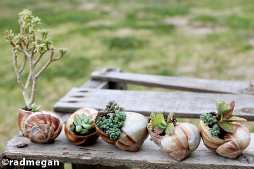 Shell-Potted Succulents