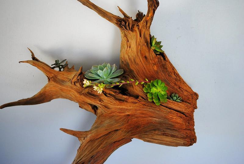 Succulent Cedar Root
