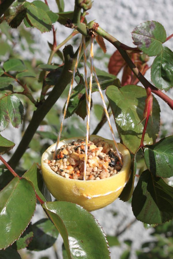 Citrus Cup Bird Feeder