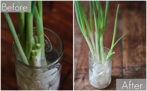 Grow Green Onions Indefinitely