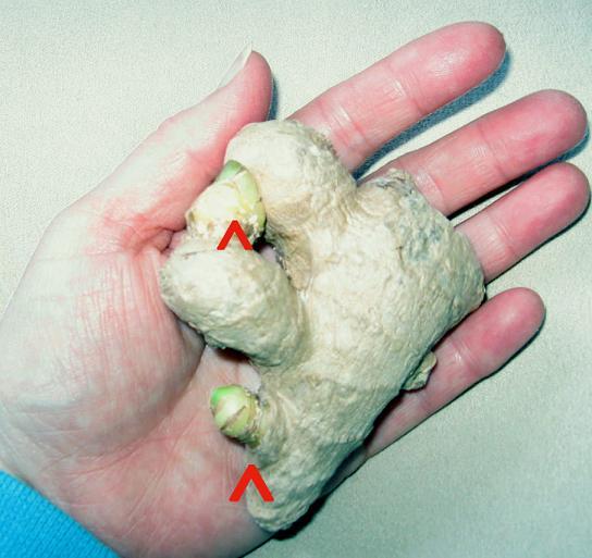 Growing Ginger