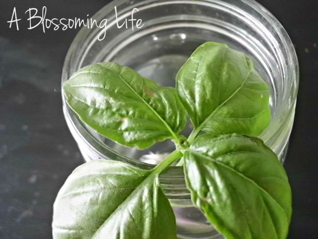 Propagate and Regrow Basil