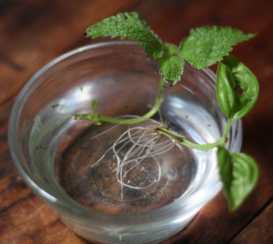 Regrow Lemon Balm