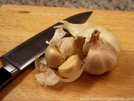 Growing Gorgeous Garlic