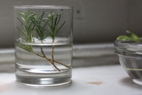 Propagate and Regrow Rosemary