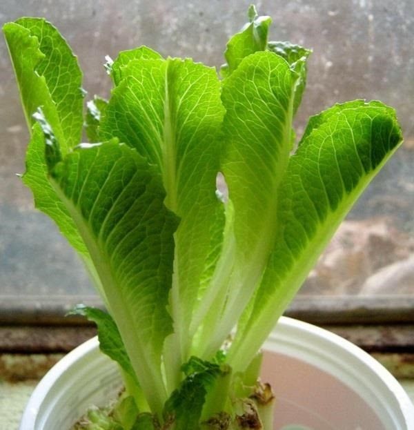Romaine Lettuce