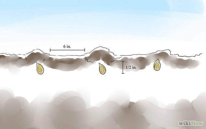 How to Plant Cherry Seeds