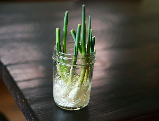 Grow Your Scallion