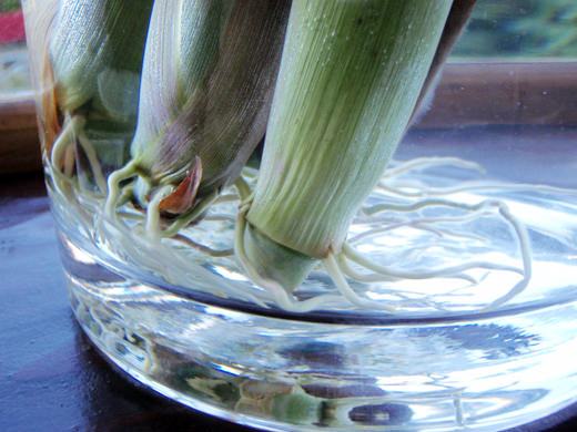 Propagate Lemongrass