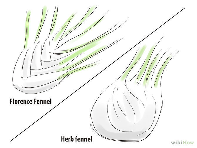 Grow Fennel