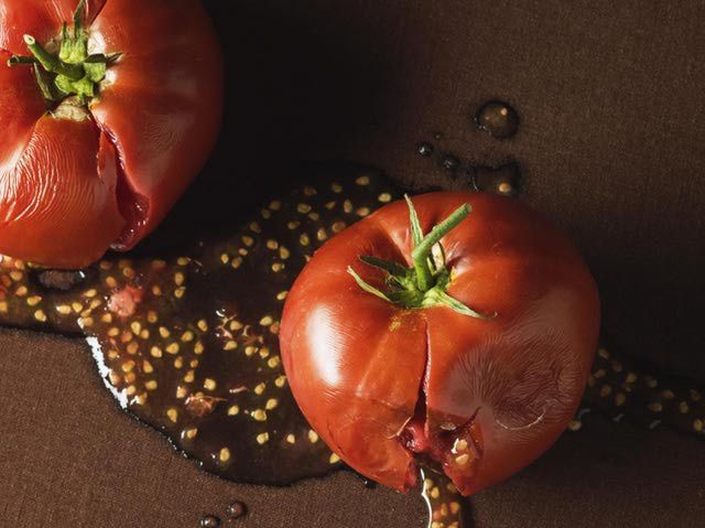 Grow Tomato from Seed