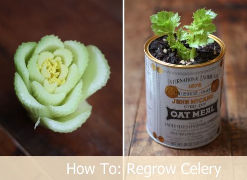 Growing Celery Indoors