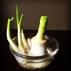Regrow Leeks