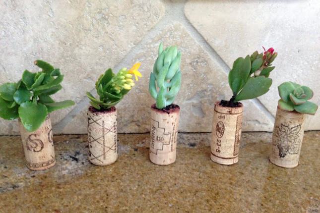 Succulent Cork Starts