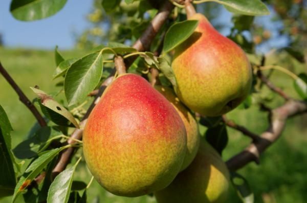Apple-Pear Anti-Wrinkle Cream