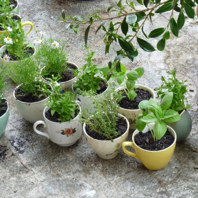 Teacup Garden