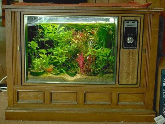 An Aquarium Out of An Old Television