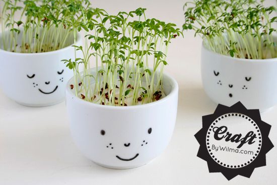 Cress cups with a face