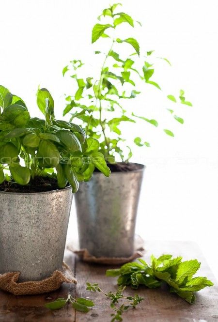 Grow Your Own Indoor Culinary Herb Garden