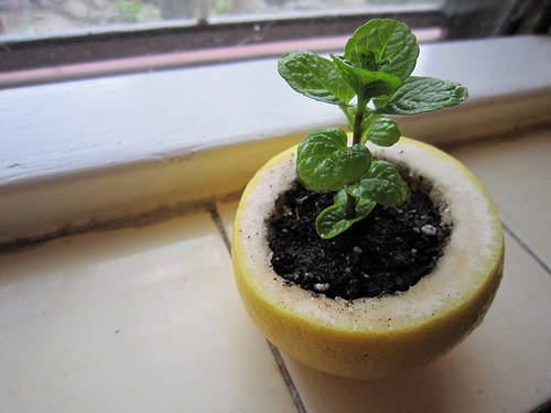 A Citrus Peel Starter Pot For Seedlings