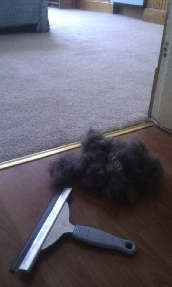 Squeegees are one of the best ways to remove pet hair from your carpet
