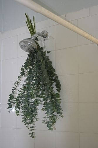 Eucalyptus In the Bathroom. It will make an amazing fragrance with the steam