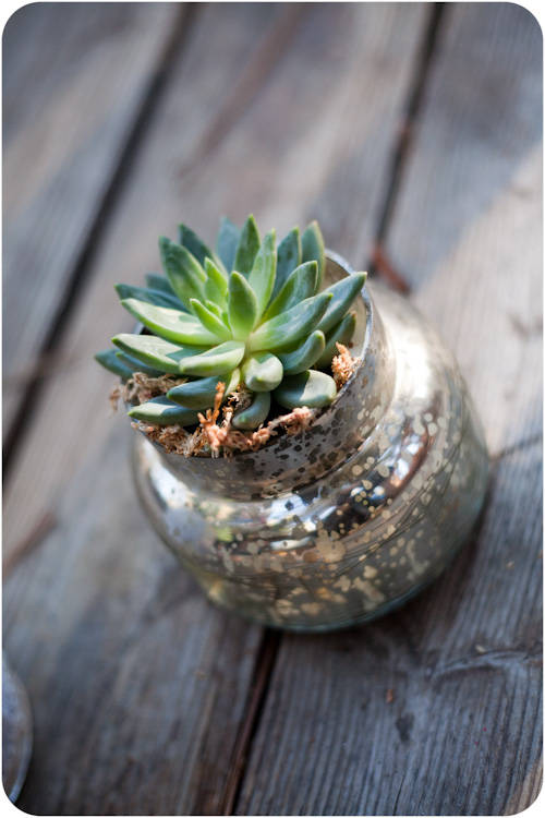 Succulent in a Jar